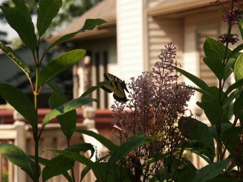 PICT0097